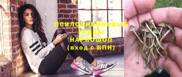 прущие грибы Абаза